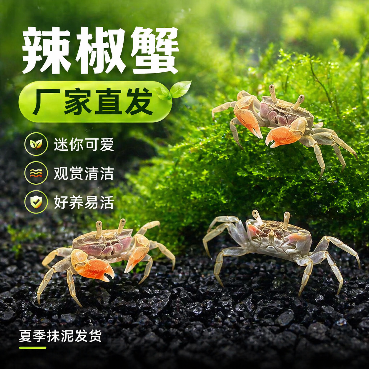 迷你辣椒蟹活体爬宠微景观淡水礼物观赏蟹可深水除藻清洁工易活