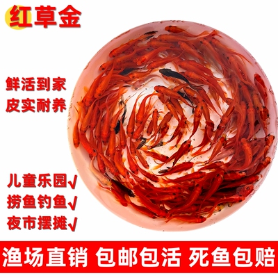 红草鱼活体小金鱼活鱼