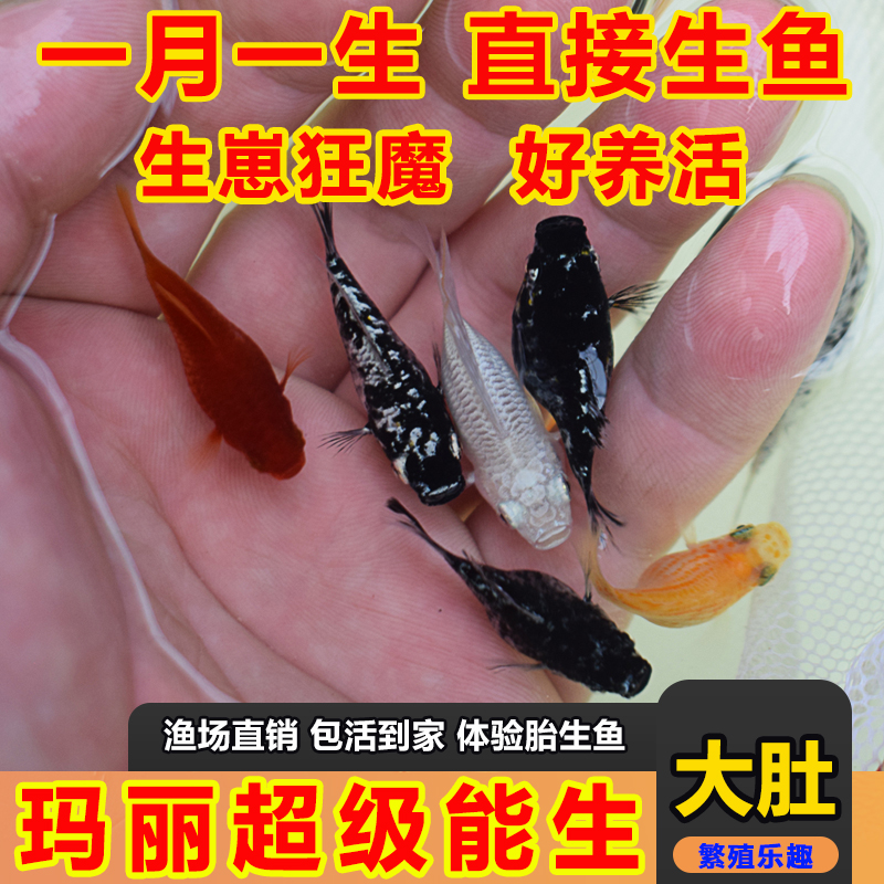 四色玛丽球奶牛鱼胎生鱼