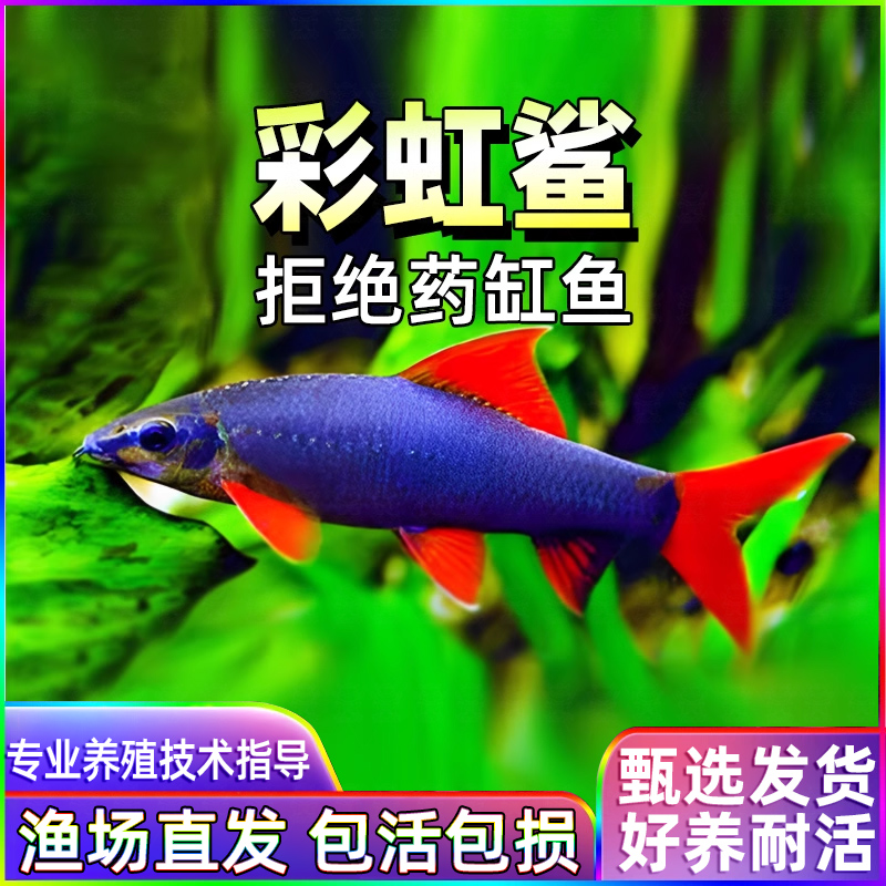 清道夫活体彩虹鲨鱼金苔鼠淡水热带观赏鱼专吃屎垃圾粪便清理藻类