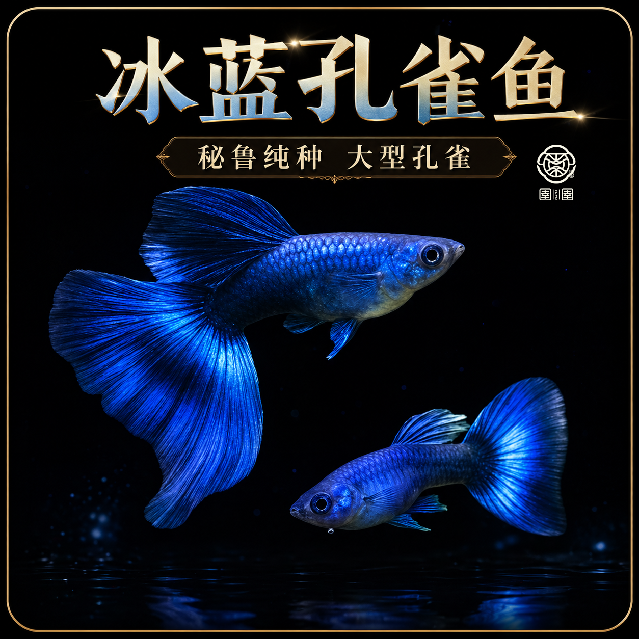 冰蓝孔雀鱼墨兰纯种孔雀鱼蓝礼服小型热带鱼珊瑚蓝尾胎生鱼包邮