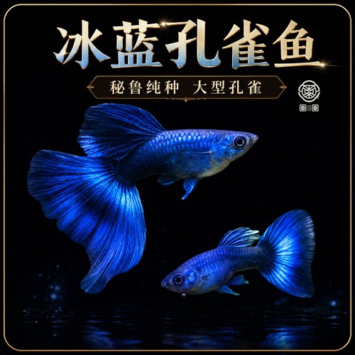 冰蓝孔雀鱼墨兰纯种孔雀鱼