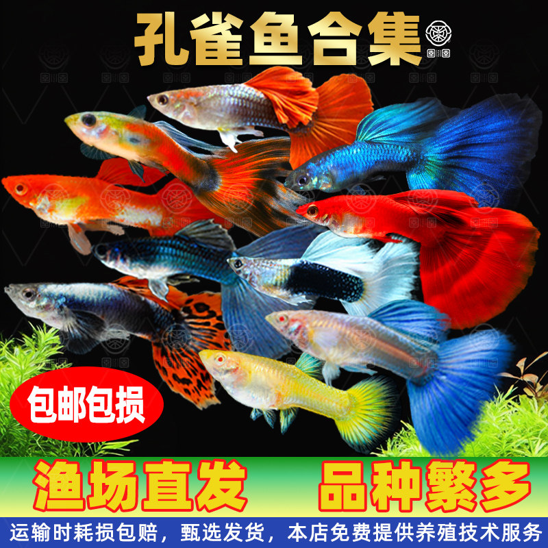 精品孔雀鱼热带纯种活鱼苗淡水小型好养易观赏鱼胎生凤尾鱼灯科鱼
