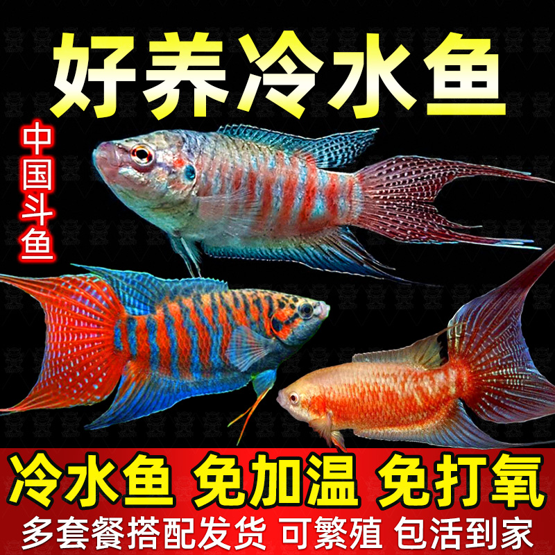 观赏鱼中国斗鱼活体活鱼冷水淡水好养耐养鱼金鱼小型普叉斗鱼鱼苗