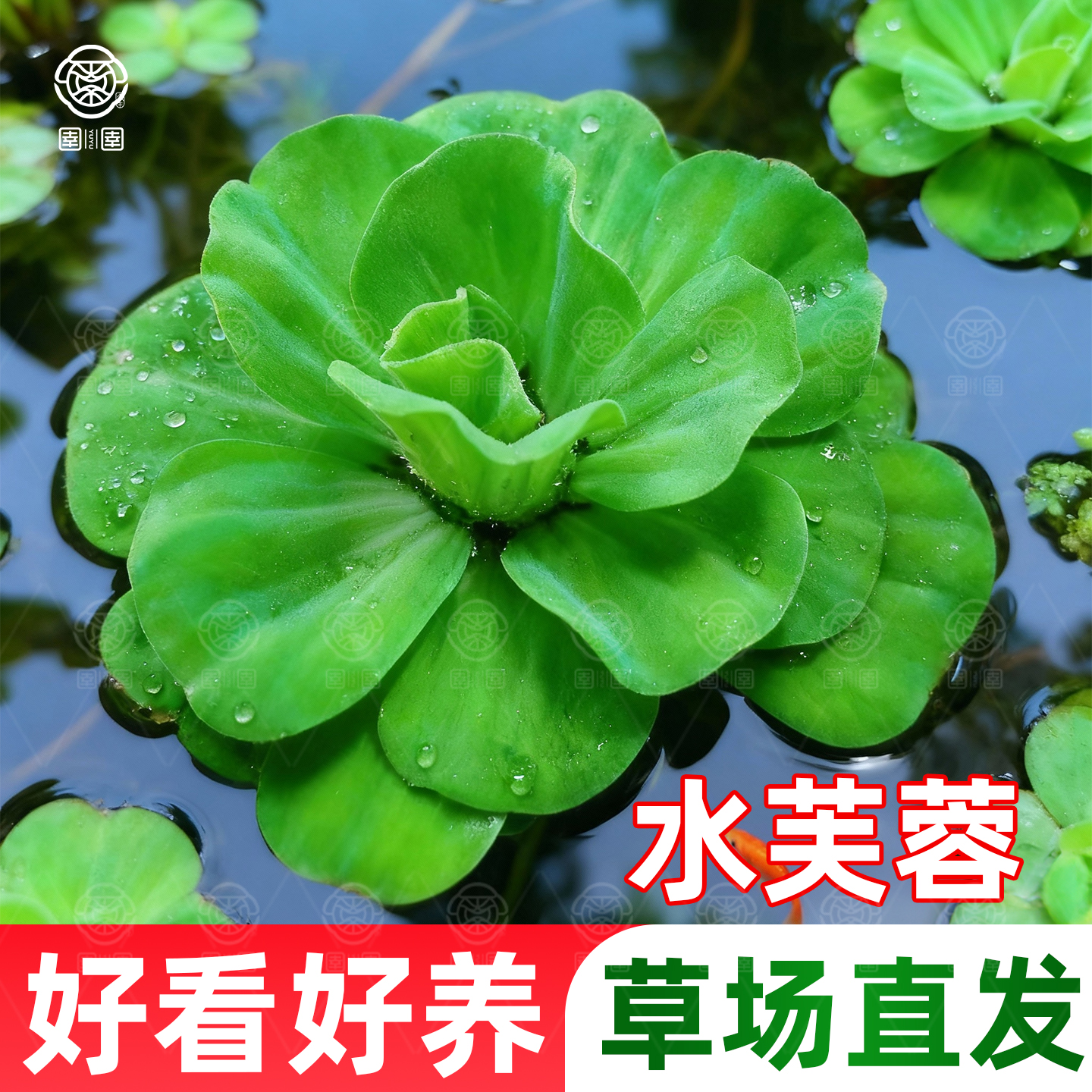 浮萍水草水培植物净化水质