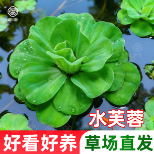 浮萍水草水培植物水上和鱼共养金鱼缸造景古法养鱼净化水质水芙蓉