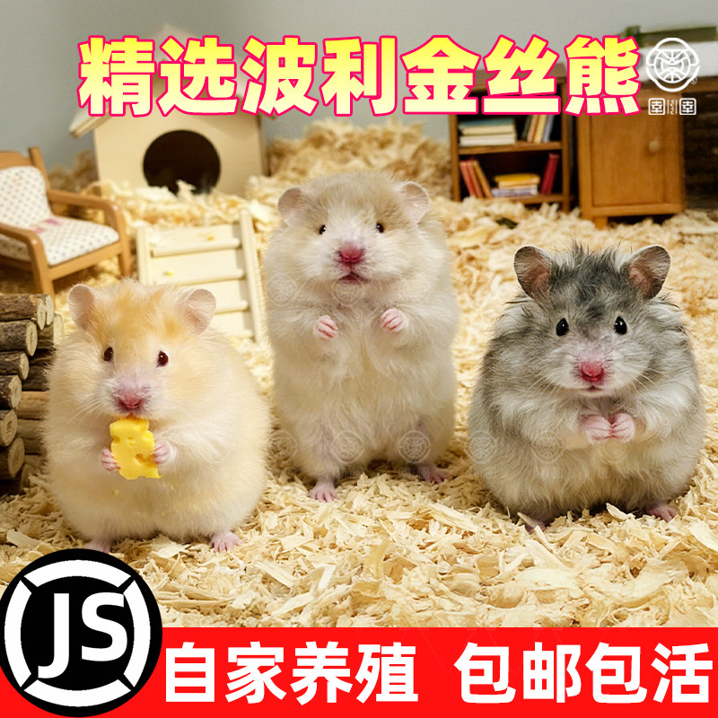 金丝熊家养仓鼠长毛波利家养宠物可爱仓鼠萌宠高颜值卷毛幼崽鼠类,宠物/宠物食品及用品,仓鼠,淘宝优惠券,粉丝福利购,淘宝优惠卷