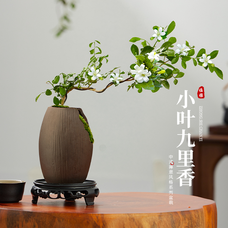 极速小叶飘e枝九里香盆栽新中式盆景绿植室内办公室桌面盆栽四季
