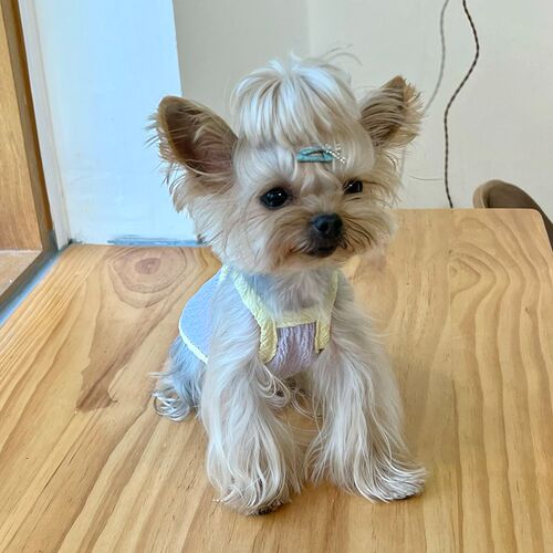 极速小甜粥初夏新品吊带马尔济E斯约克夏狗狗猫咪宠物衣服