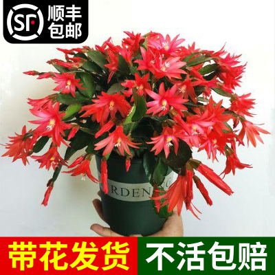 极速蟹爪兰盆栽带花m苞进口新品高端重瓣绿植物室内花老品种四季