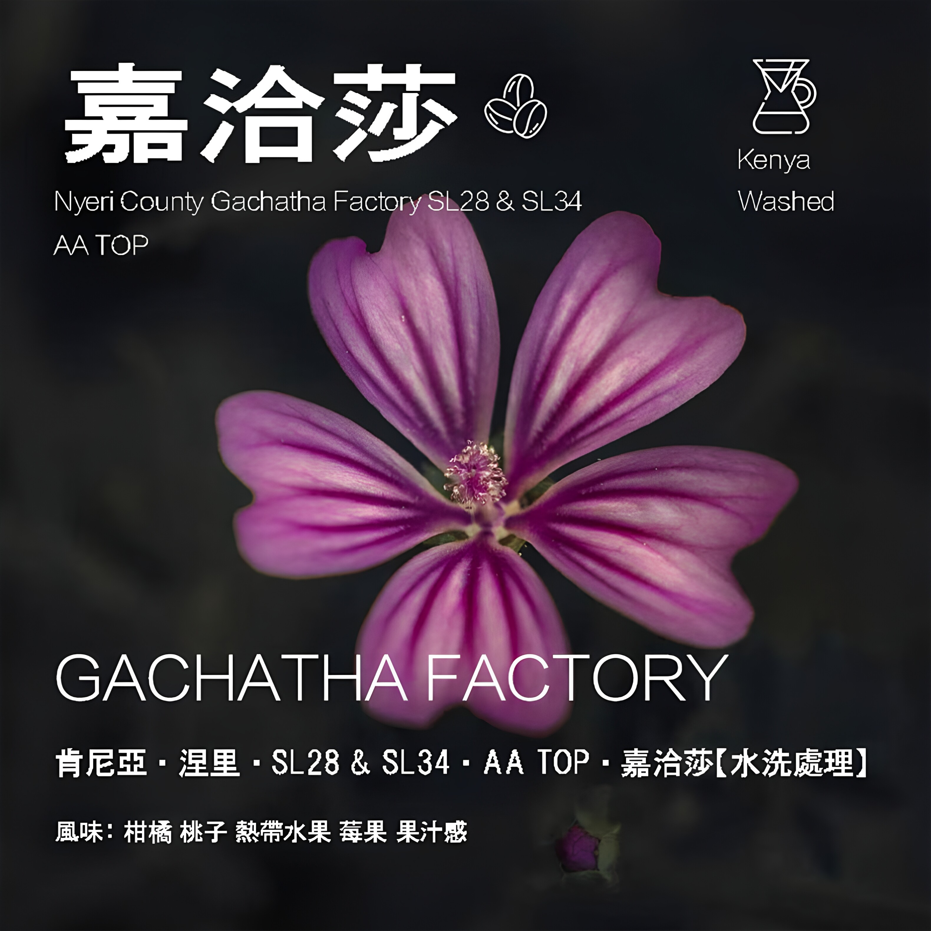肯尼亚涅里SL28&SL34嘉洽莎AA TOP水洗处理手冲单品咖啡豆轻度