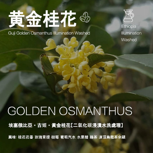 黄金桂花咖啡豆埃塞俄比亚古姬