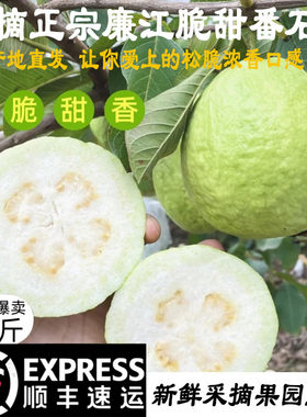 【顺丰包邮】现摘正宗廉江脆甜番石榴新鲜果园直发10斤装