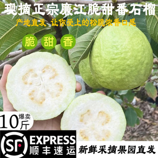 【顺丰包邮】现摘正宗廉江脆甜番石榴新鲜果园直发10斤装