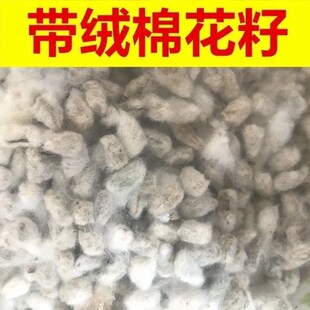 结婚用棉花籽棉花籽带绒棉籽棉花棉花籽带毛籽结婚用喜事用