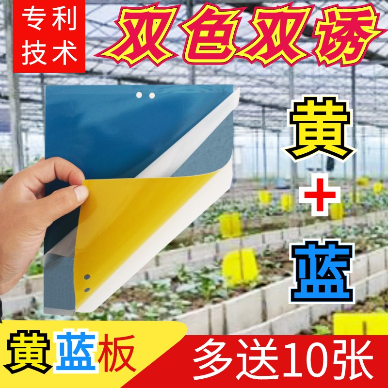 黄蓝一体双色粘虫板果树花卉诱虫灭虫板蓟马黏虫小黑飞防虫贴大棚