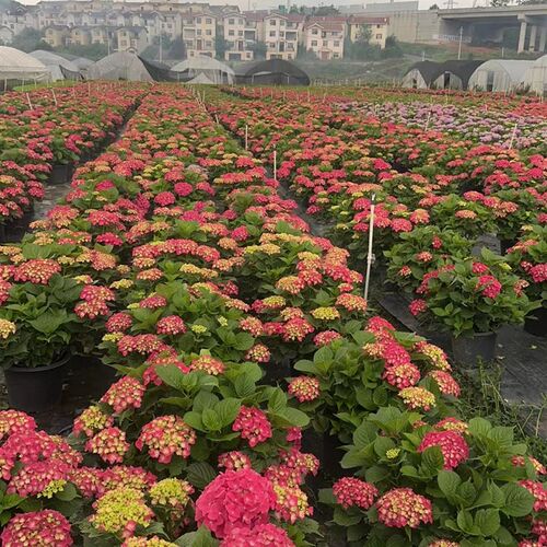 无尽夏绣球盆栽四季好养阳台庭院C花卉大花绣球绿植树苗多年生散