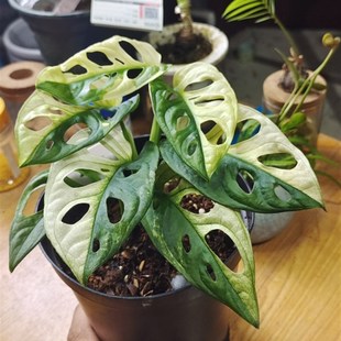 白锦仙洞龟背竹锦叶仙洞龟背仙洞锦黄锦仙洞龟背盆栽室内好养观叶