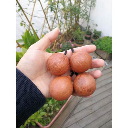 【非洲原产】德瑞Terre香果树果实ASALATO打击乐器Asratoa优质
