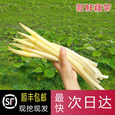 湖北洪湖新鲜莲藕带藕尖时令蔬菜藕稍子藕肠子藕带时令蔬菜顺丰