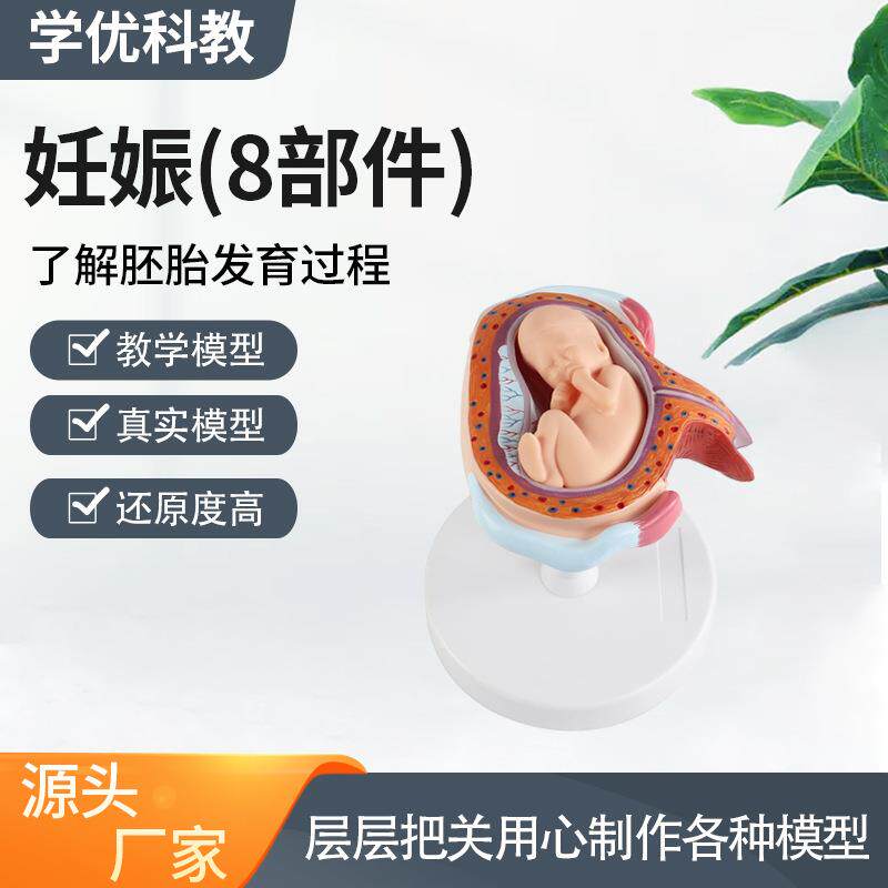胚胎模型妊娠模型妊娠胚胎发育过程模型（8部件）