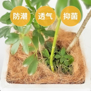 极速进口园艺椰丝铺面花盆填充物盆栽装饰植物种花U椰棕丝盆景铺