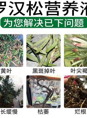 极速罗汉松专用肥喜酸植物叶面喷施营G养液防黄落枯叶烂黑根腐杀