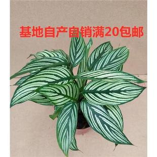 极速青纹竹芋盆栽室内观叶卧室花卉办公S室植物室外绿植