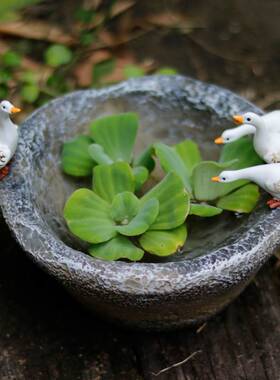 极速鸭子花盆绿萝铜钱草水培v客厅装饰礼物摆件花园庭院茶桌装饰