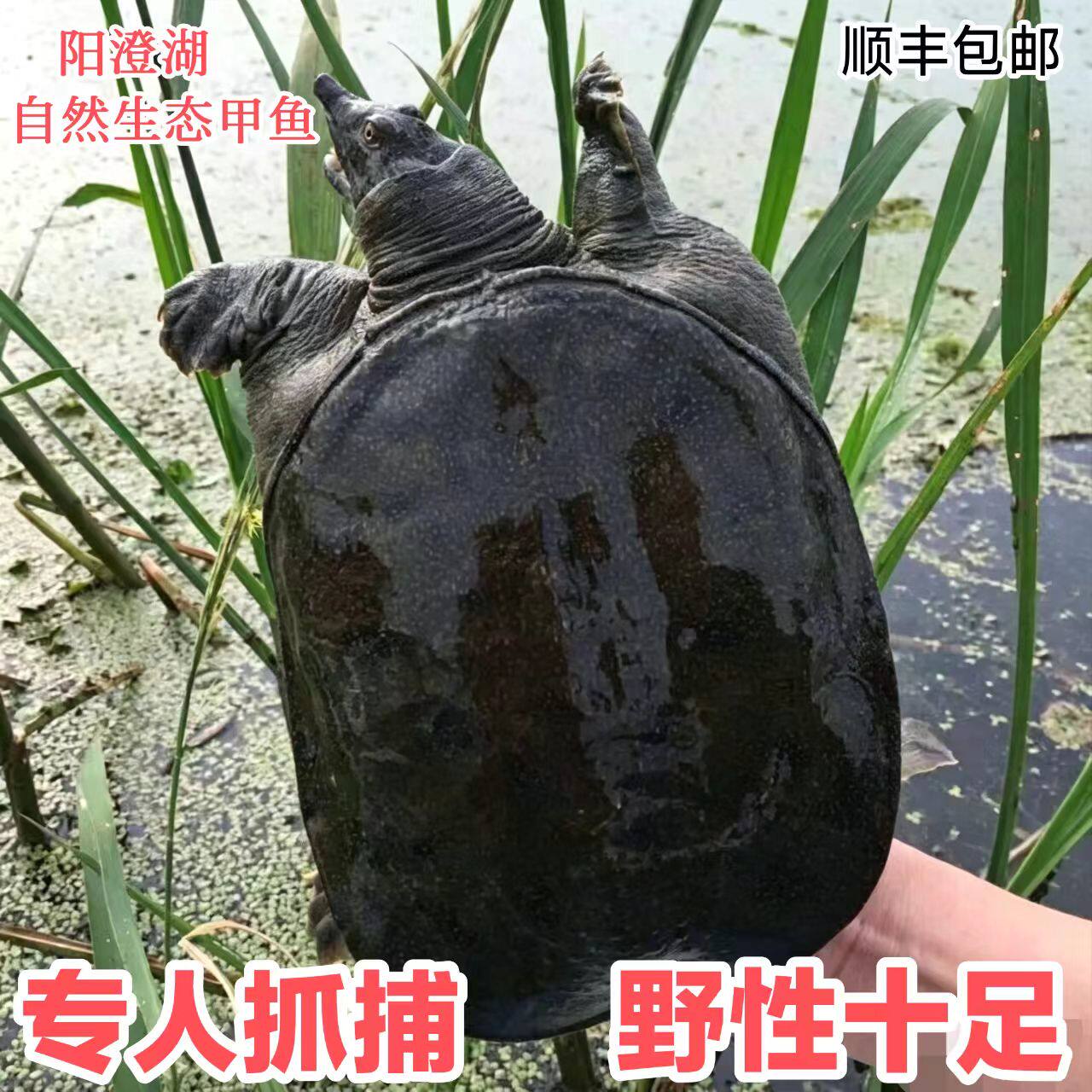 纯野江苏甲鱼鲜活野性大老鳖王八土新鲜纯中华生态正宗顺丰直达