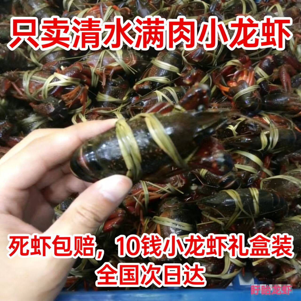 江苏盱眙小龙虾鲜活水产5斤10钱清水活虾稻田淡水小龙虾顺丰发货