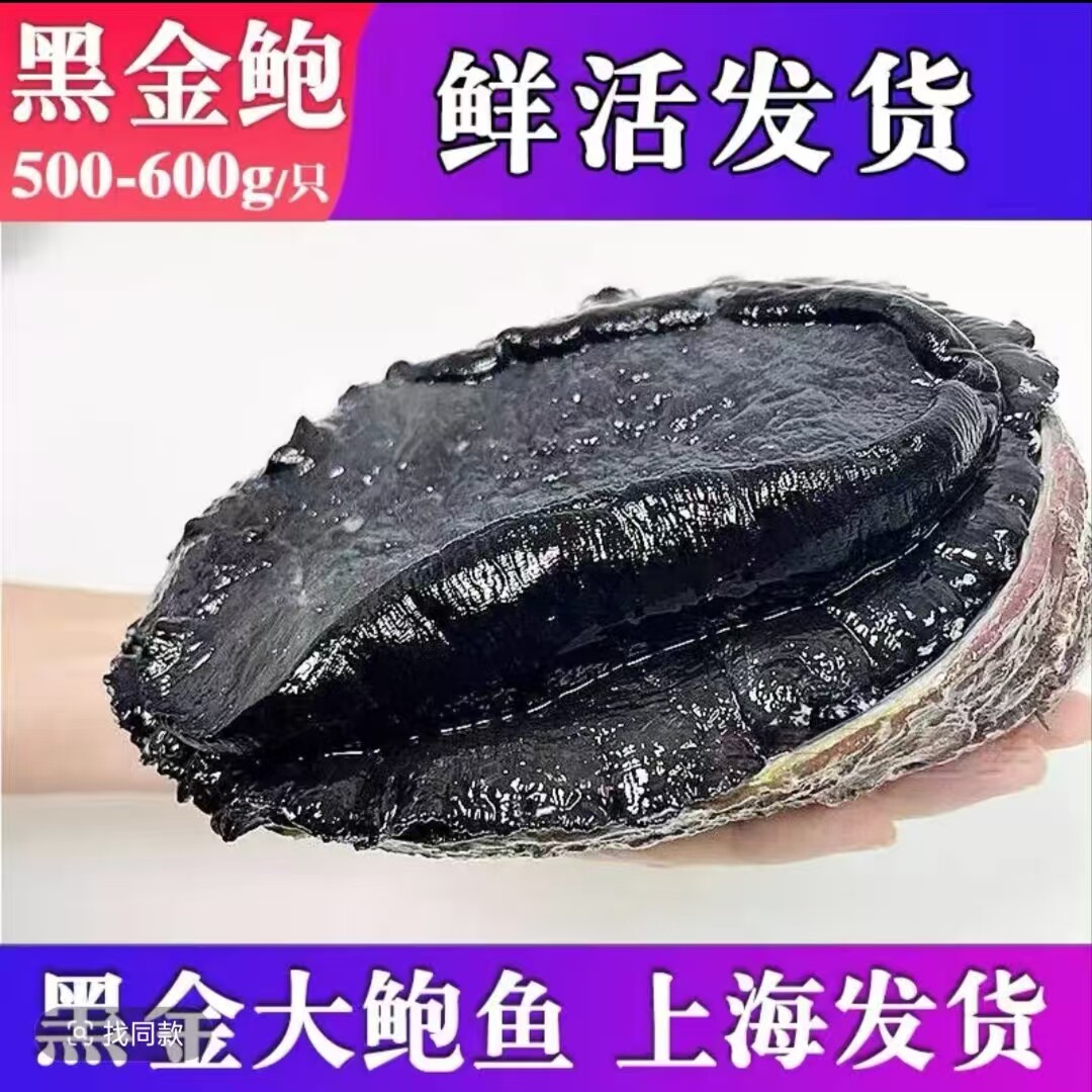 鲜活新西兰黑金鲍鱼特大1-2斤