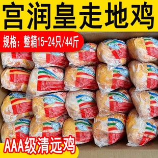 24只竹林走地三黄鸡白切鸡 宫润皇广东清远鸡新鲜冷冻商用22斤16