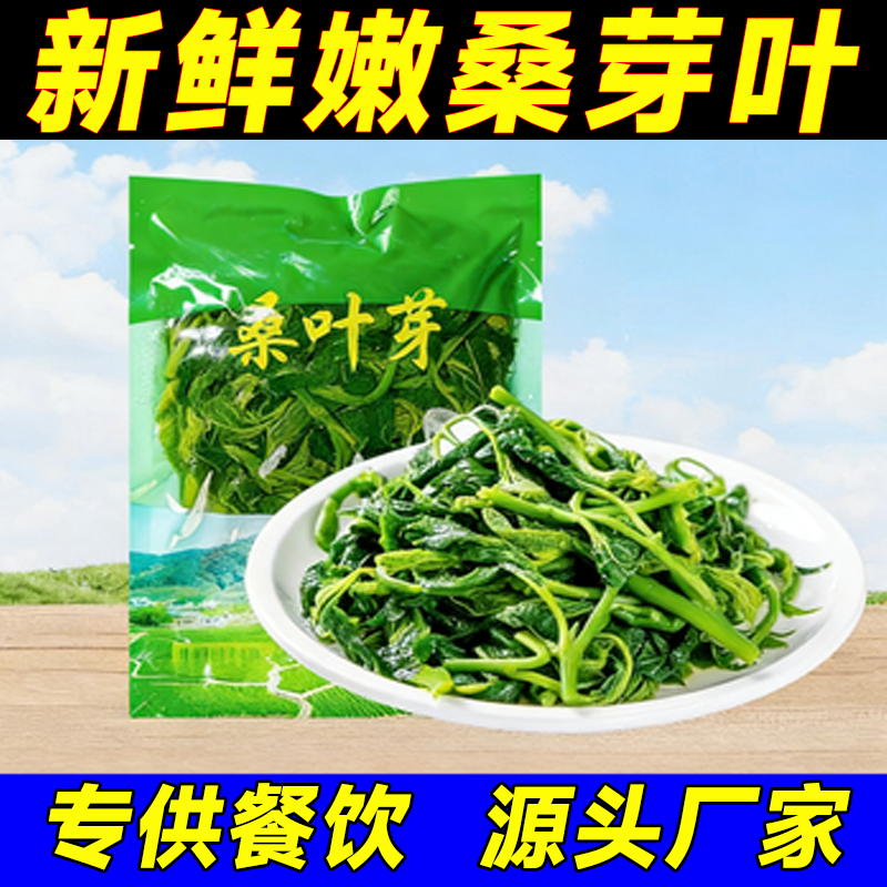 新鲜桑叶菜食用嫩桑芽桑苗酒店特色高端蔬菜上汤桑尾现摘桑叶商用