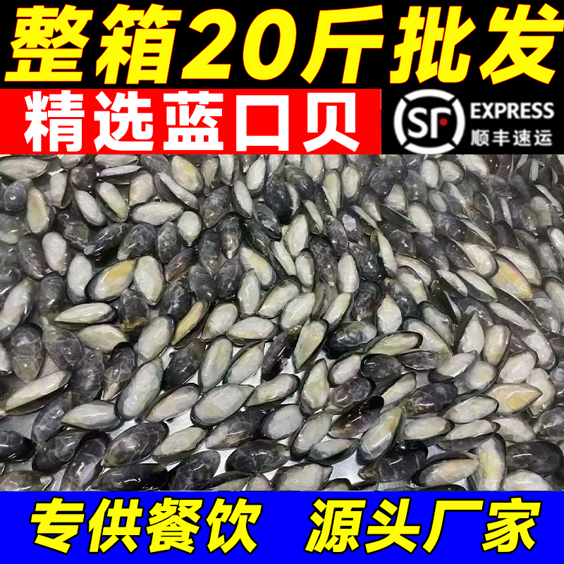 青口贝鲜活海虹淡菜新鲜贻贝冷冻新鲜蓝口贝半壳一整箱商用批发