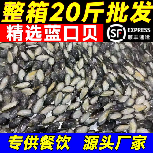 青口贝鲜活海虹淡菜新鲜贻贝冷冻新鲜蓝口贝半壳一整箱商用批发