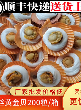顺丰包邮黄金粉丝贝批发约200个