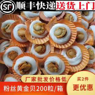 黄金粉丝扇贝商用新鲜冷冻蒜蓉烧烤粉丝扇贝海鲜贝户外烧烤约200
