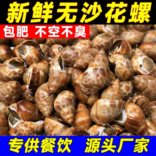 花螺鲜活冷冻新鲜小海螺无沙东风螺香螺捞汁海鲜特大超大贝类水产