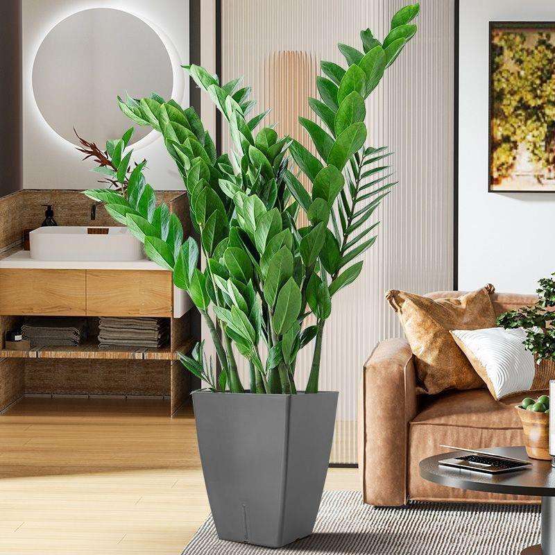 金钱树盆栽植物室内花卉客厅四季常青好养绿植大摇钱串子小发财树