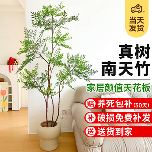 极速造型a南天竹真树绿植大型室内盆栽客厅老桩造景庭院四季常青