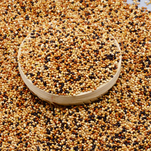 极速叫声斑鸠麻雀乌食毛s色鸟饲料专用鹦鹉攀爬免运费粮食鸽子虎