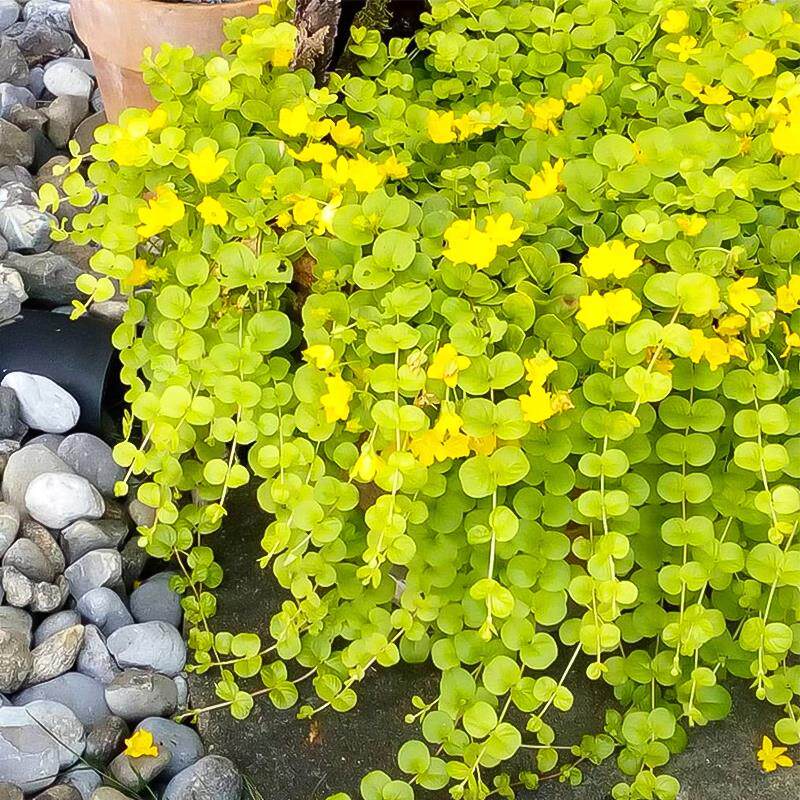 花境植物金叶过路黄盆栽地被可垂吊多年生耐热耐寒观叶常绿好养活
