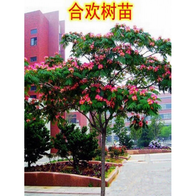 耐寒合欢花树苗绒花树银叶金芙蓉花苗别墅庭院南北方种植盆栽地栽