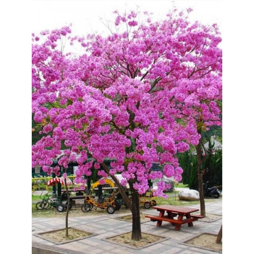 正宗黄花风铃木树苗庭院别墅校园风景树巴西风铃木花紫花风铃树苗