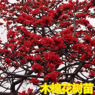 木棉花树苗庭院风景树苗英雄花攀枝花别墅绿化名贵盆栽地栽花树苗
