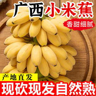 包邮 广西正宗小米蕉香蕉新鲜现摘水果整箱当季 鲜苹果蕉自然熟粉蕉