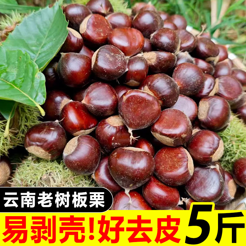 2026板栗生新鲜云南老树油栗子野生毛栗子迁西板栗野生锥毛栗子