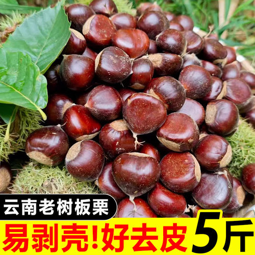 2026板栗生新鲜云南老树油栗子野生毛栗子迁西板栗野生锥毛栗子