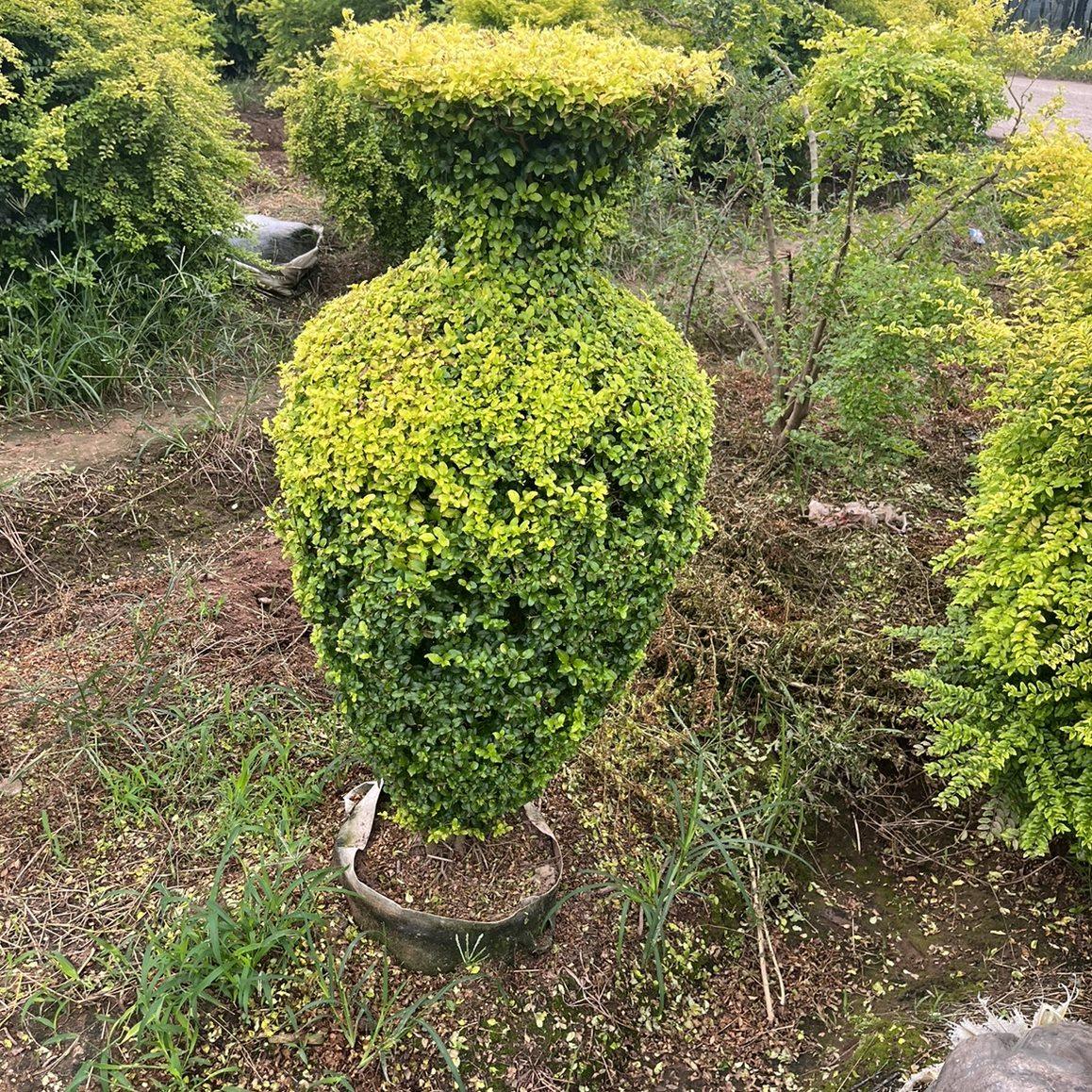 绿植耐寒棒棒糖植物金叶女真亮晶女贞棒棒糖树